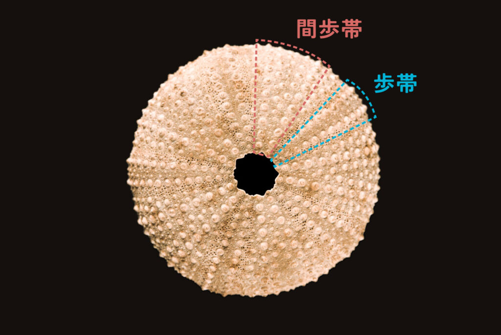 ウニの中身を徹底的に紹介!体の構造についても教えちゃいます - 北海道食材専門㋚元八商店 ブログ|北海道食材専門㋚元八商店