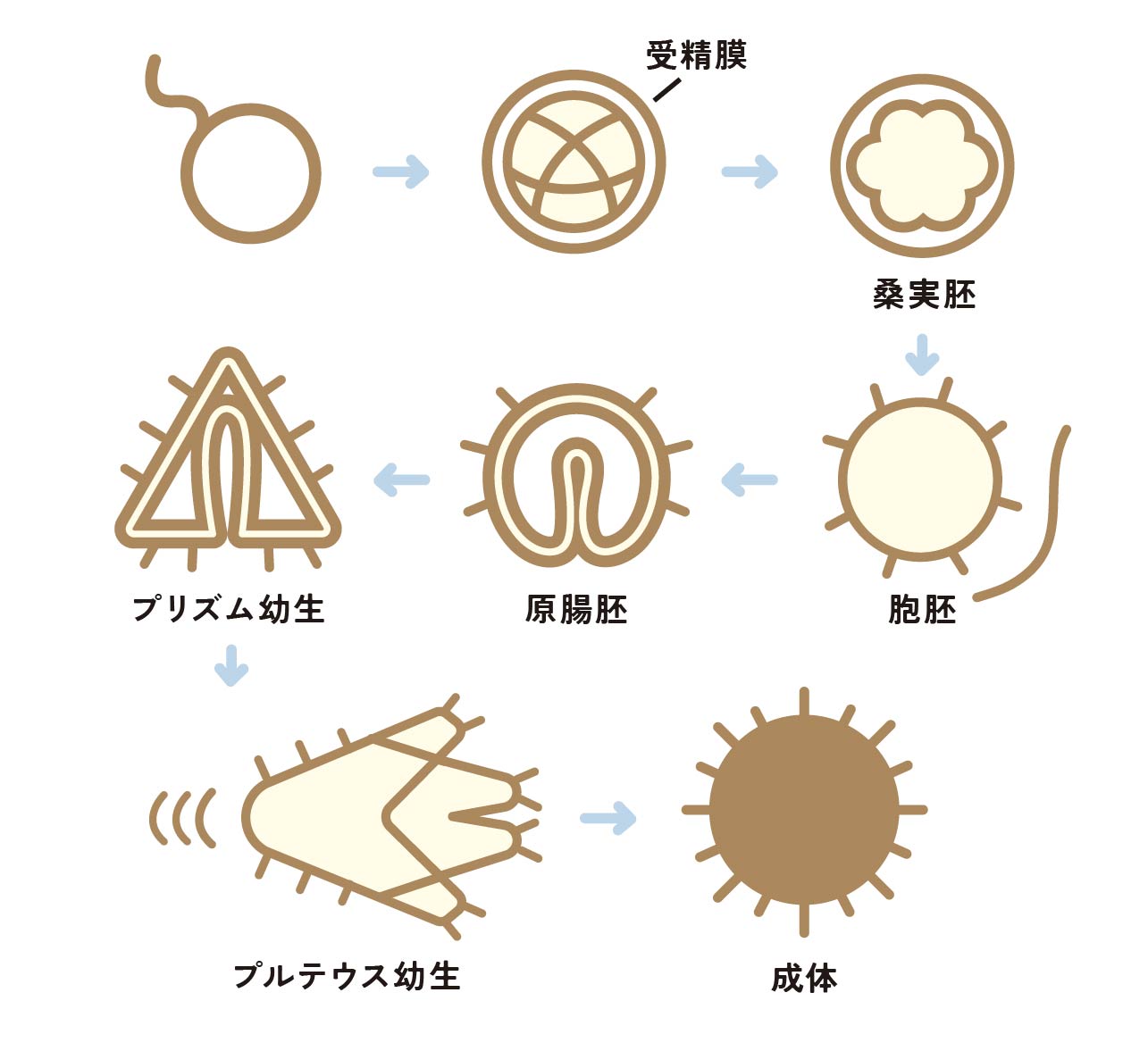 ウニの発生から成長過程