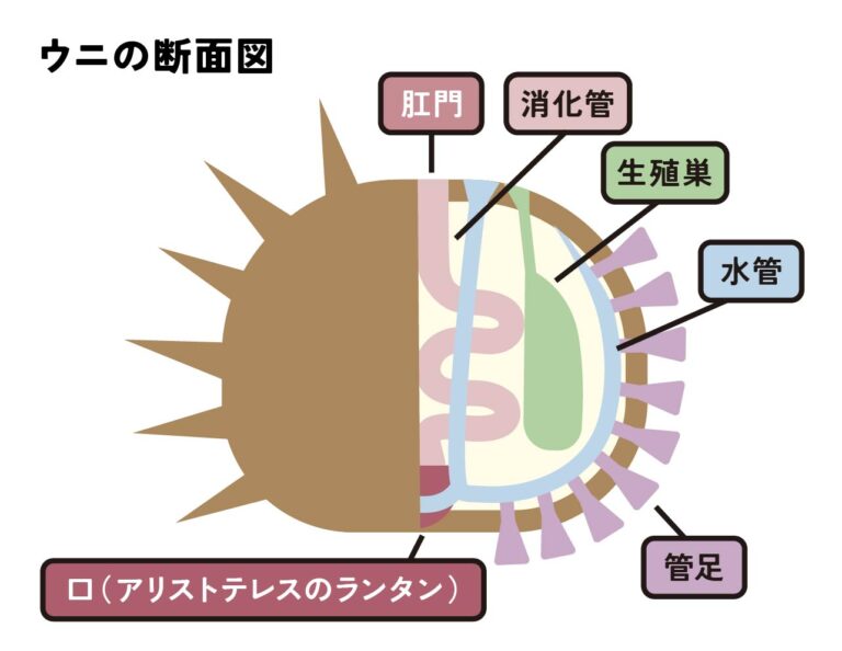 ウニの中身を徹底的に紹介!体の構造についても教えちゃいます - 北海道食材専門㋚元八商店 ブログ|北海道食材専門㋚元八商店