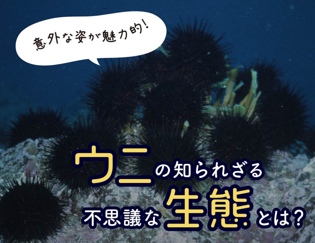 意外な姿が魅力的!ウニの知られざる不思議な生態とは? - 北海道食材専門㋚元八商店 ブログ|北海道食材専門㋚元八商店