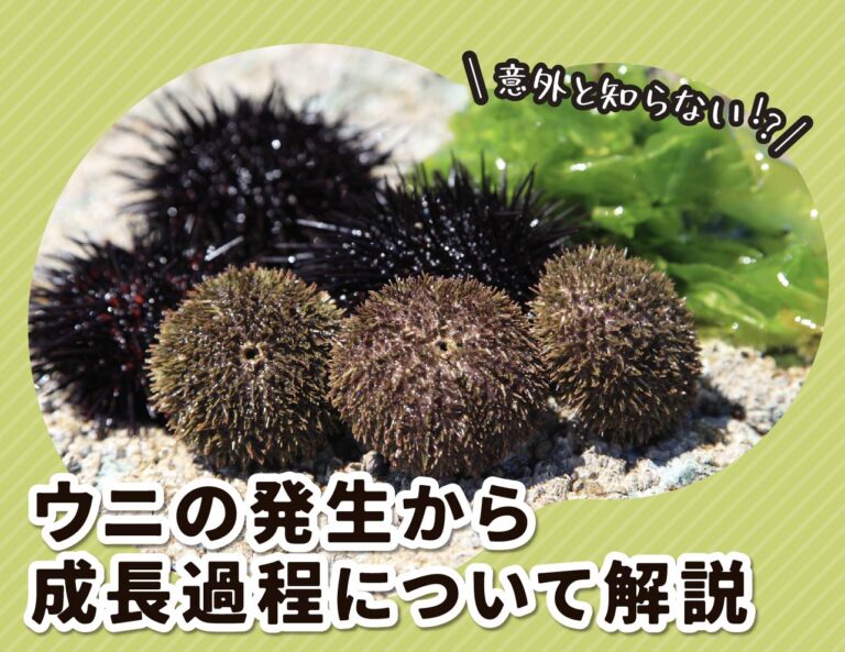 意外と知らない!?ウニの発生から成長過程について解説します - 北海道食材専門㋚元八商店 ブログ|北海道食材専門㋚元八商店