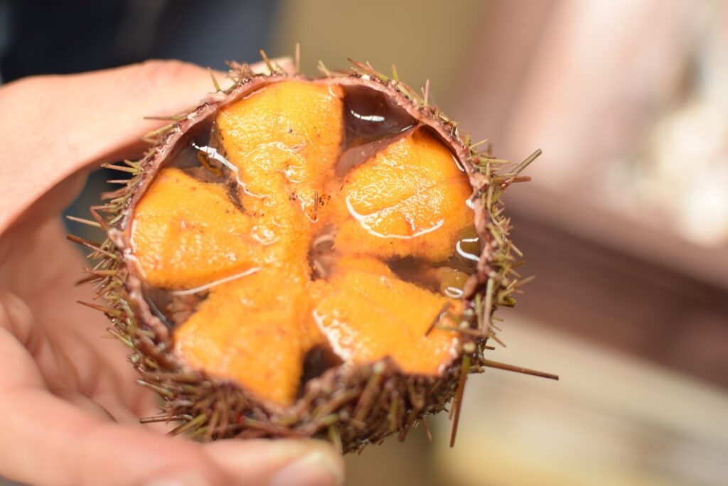 ウニの中身を徹底的に紹介!体の構造についても教えちゃいます - 北海道食材専門㋚元八商店 ブログ|北海道食材専門㋚元八商店