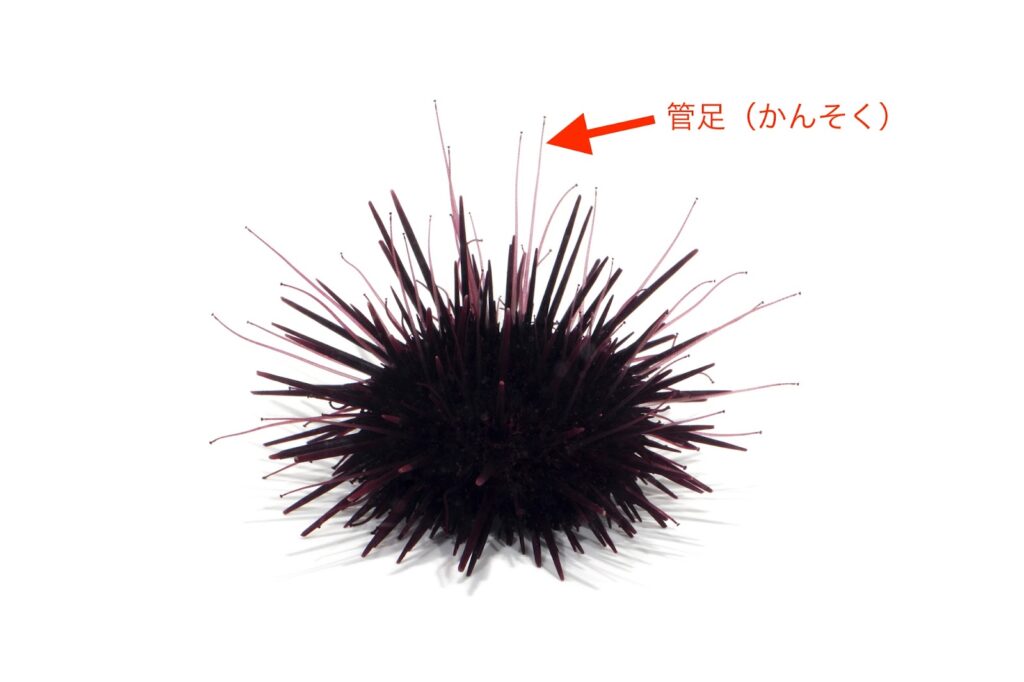 ウニの中身を徹底的に紹介!体の構造についても教えちゃいます - 北海道食材専門㋚元八商店 ブログ|北海道食材専門㋚元八商店