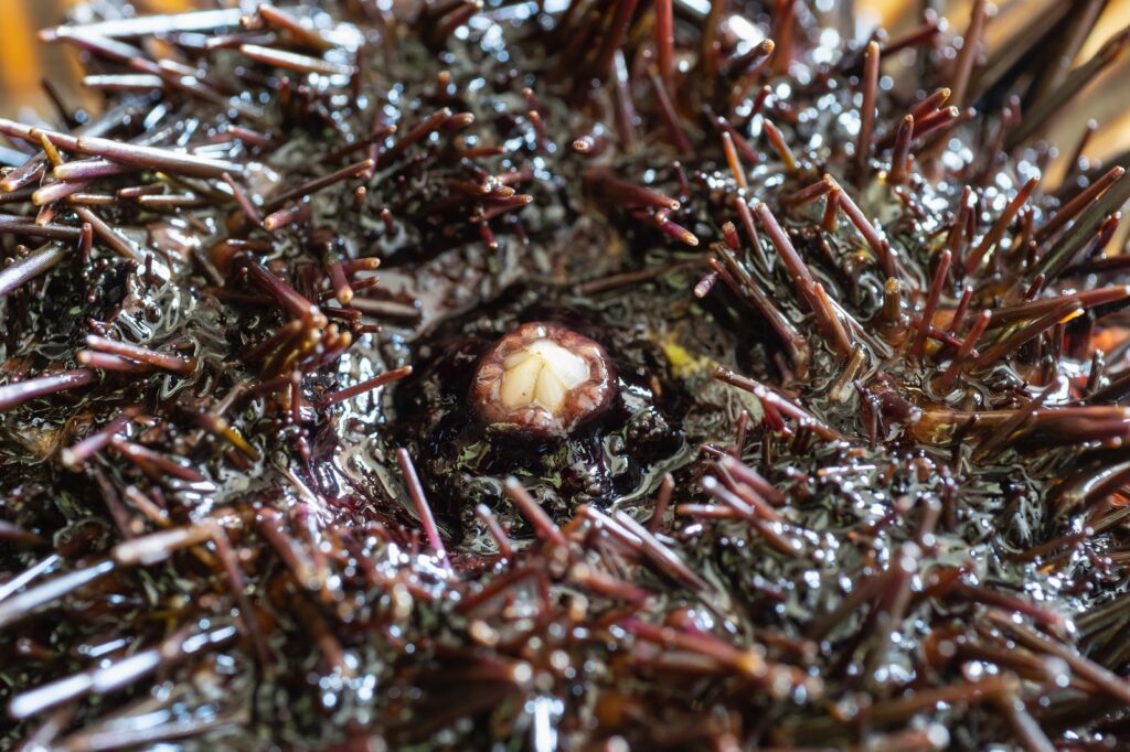 ウニの中身を徹底的に紹介!体の構造についても教えちゃいます - 北海道食材専門㋚元八商店 ブログ|北海道食材専門㋚元八商店