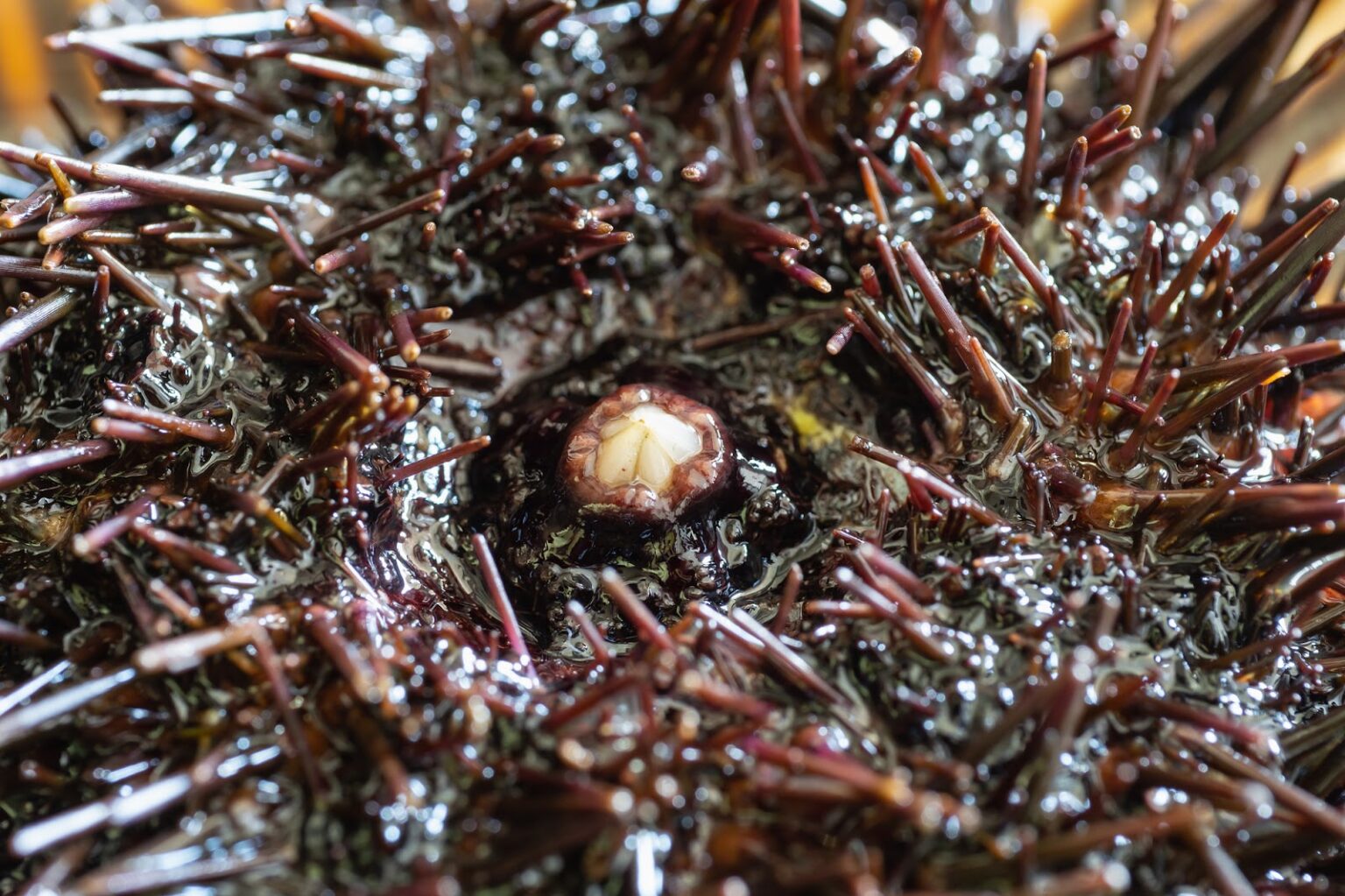ウニの中身を徹底的に紹介!体の構造についても教えちゃいます - 北海道食材専門㋚元八商店 ブログ|北海道食材専門㋚元八商店
