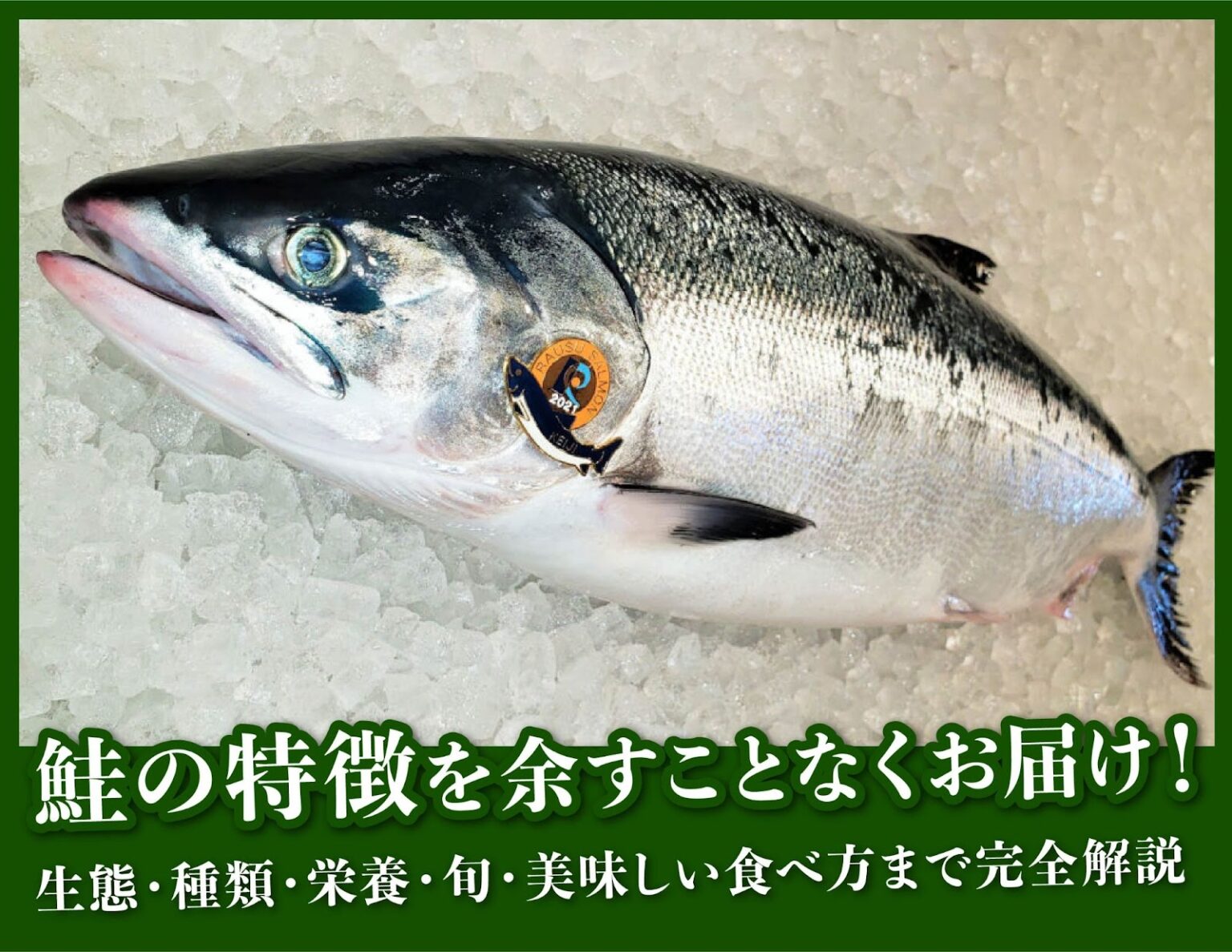 鮭の特徴を余すことなくお届け!生態・種類・栄養・旬・美味しい食べ方まで完全解説 - 北海道食材専門㋚元八商店 ブログ|北海道食材専門㋚元八商店