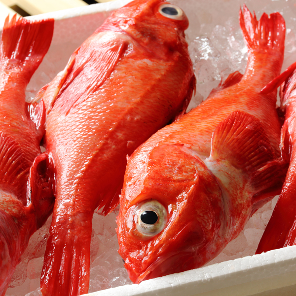 高級魚 きんき（発送：4月上旬～12月中旬） | 北海道食材専門㋚元八商店